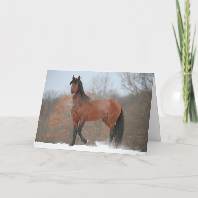 Bay Andalucian Stallion Standing In Snow Card (Front)