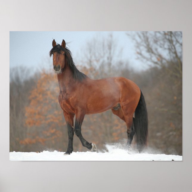 Bay Andalucian Stallion Standing In Snow Poster (Front)