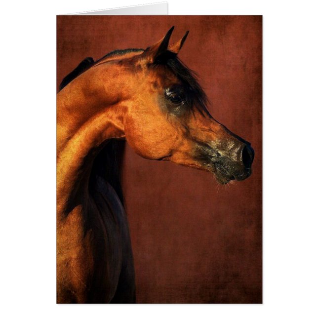 Bay Arabian Horse (Front)