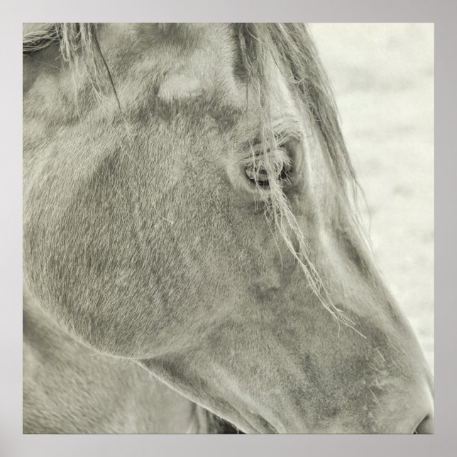 BAY BEAUTY 24x24 Poster (Front)