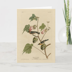 Bay-breasted Warbler - Audubon's Birds of America Card