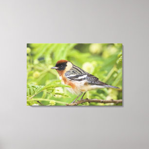 Bay-breasted Warbler (Dendroica castanea) adult Canvas Print