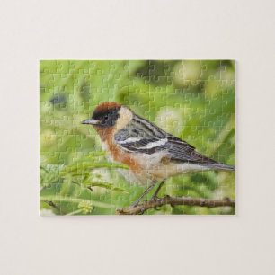 Bay-breasted Warbler (Dendroica castanea) adult Jigsaw Puzzle