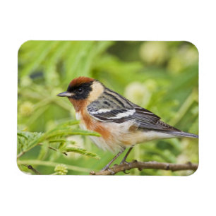 Bay-breasted Warbler (Dendroica castanea) adult Magnet