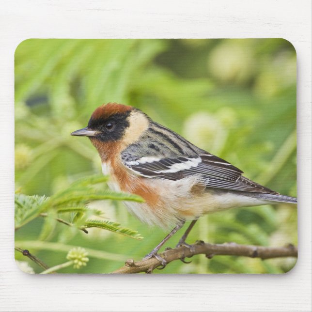 Bay-breasted Warbler (Dendroica castanea) adult Mouse Mat (Front)