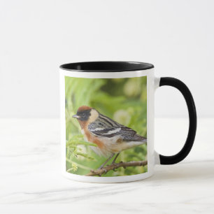 Bay-breasted Warbler (Dendroica castanea) adult Mug