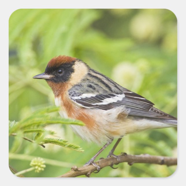 Bay-breasted Warbler (Dendroica castanea) adult Square Sticker (Front)