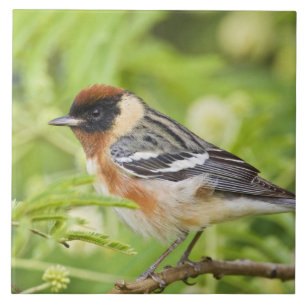 Bay-breasted Warbler (Dendroica castanea) adult Tile