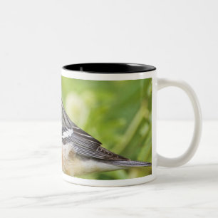 Bay-breasted Warbler (Dendroica castanea) adult Two-Tone Coffee Mug