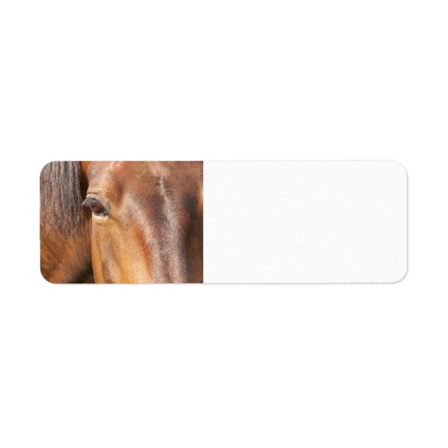 Bay horse  (Front)