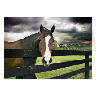 Bay horse