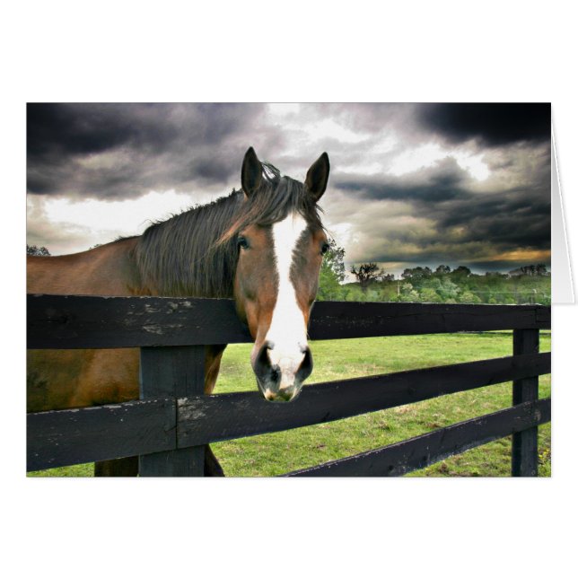 Bay horse (Front Horizontal)