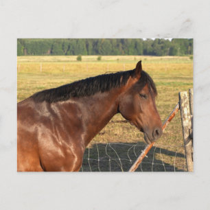 Bay Horse and Fence Postcard