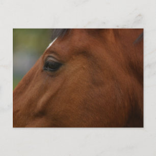 Bay Horse Closeup Postcard