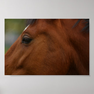 Bay Horse Closeup Poster
