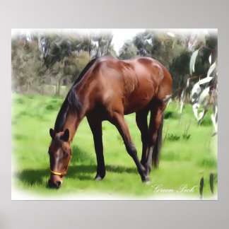 Bay Horse Green Pick Poster