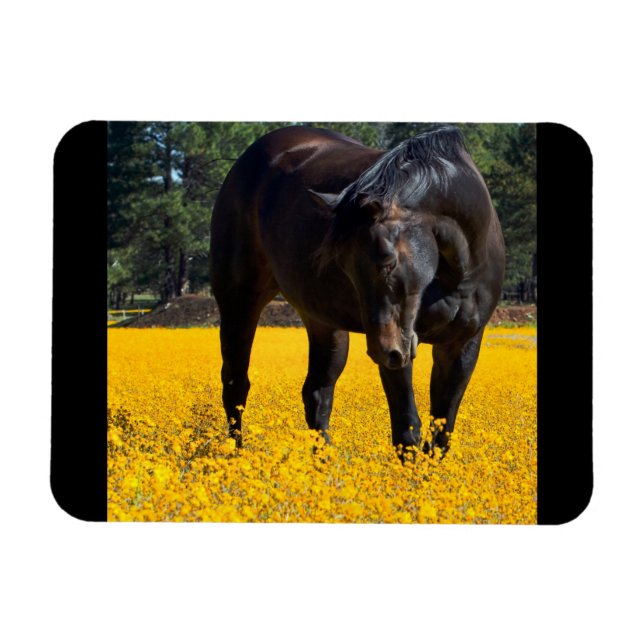 Bay Horse in a Field of Yellow Flowers Magnet (Horizontal)