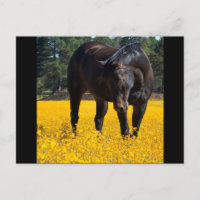 Bay Horse in a Field of Yellow Flowers