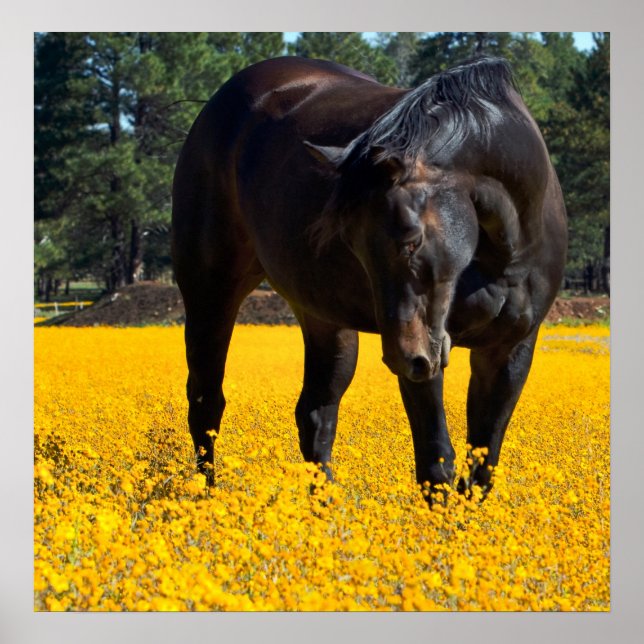 Bay Horse in a Field of Yellow Flowers Poster (Front)