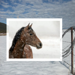 Bay Horse in Gently Falling Snow Postcard