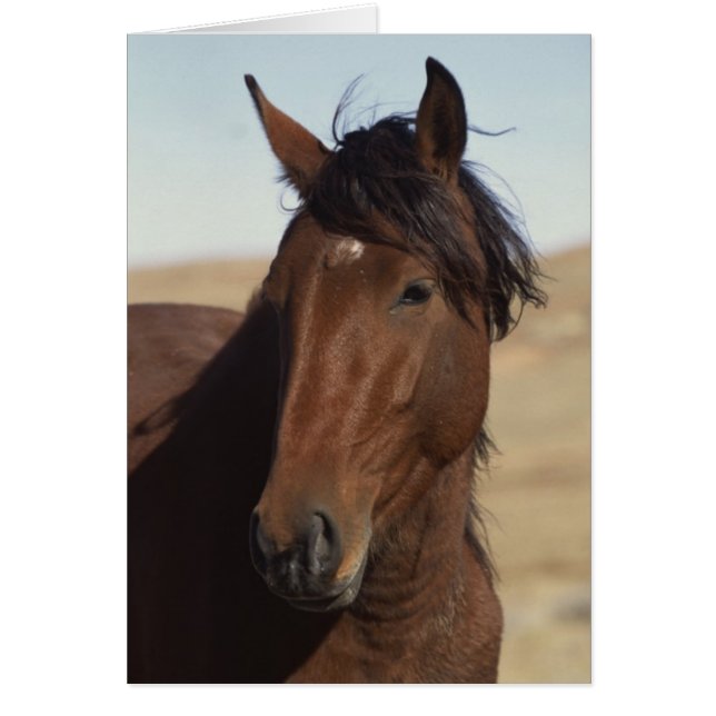 Bay Horse in Wind (Front)