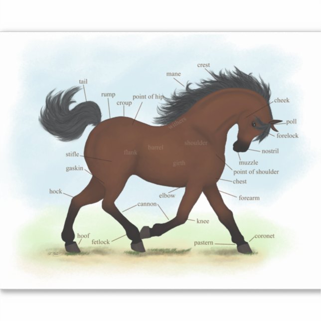 Bay Horse or Pony Equestrian Anatomy Chart (Front)