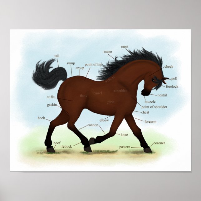 Bay Horse or Pony Equine Anatomy Poster (Front)