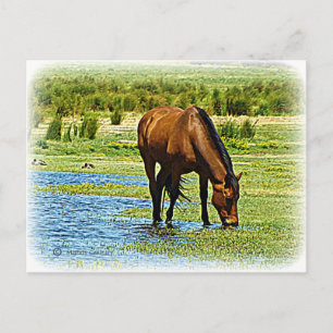 Bay Horse Postcard