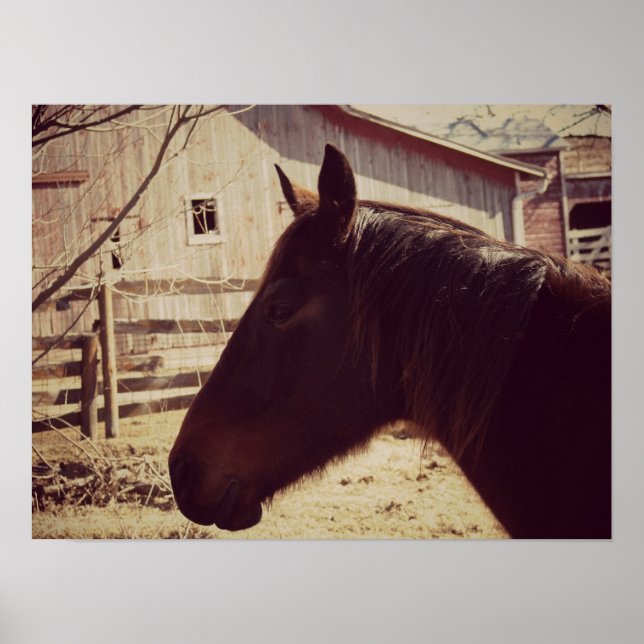 Bay Horse Poster (Front)