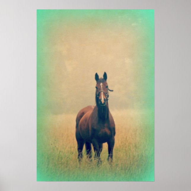 Bay Horse Standing in a Field Poster (Front)
