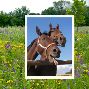 Bay Horse Sticking out Tongue Postcard