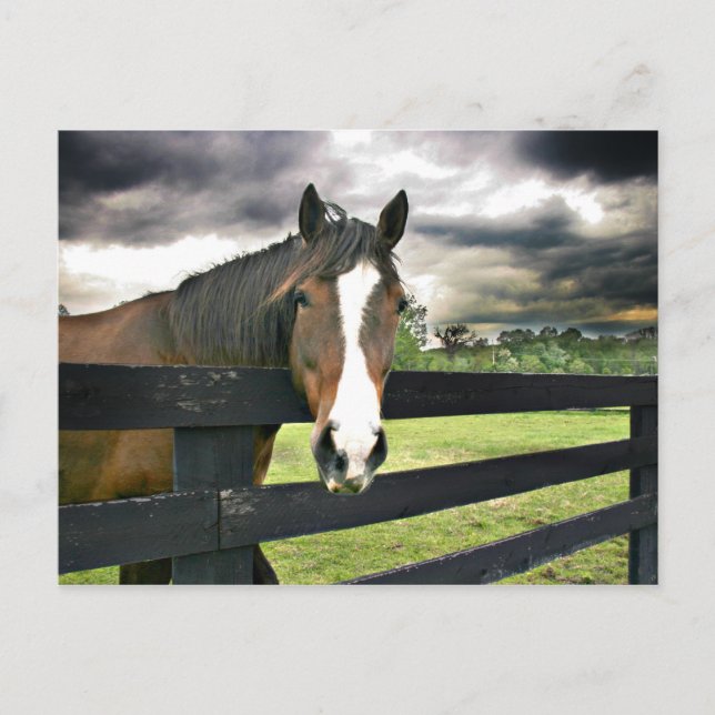 Bay horse storm postcard (Front)