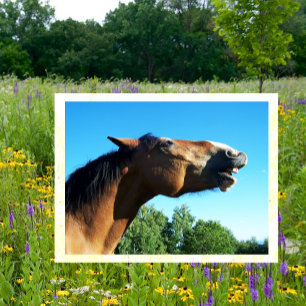 Bay Horse Whinnying into the Air Postcard