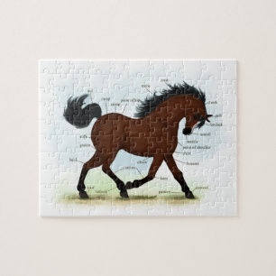 Bay Horse With Blaze Educational Anatomical Chart Jigsaw Puzzle