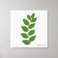 Bay Laurel Plant Leaves