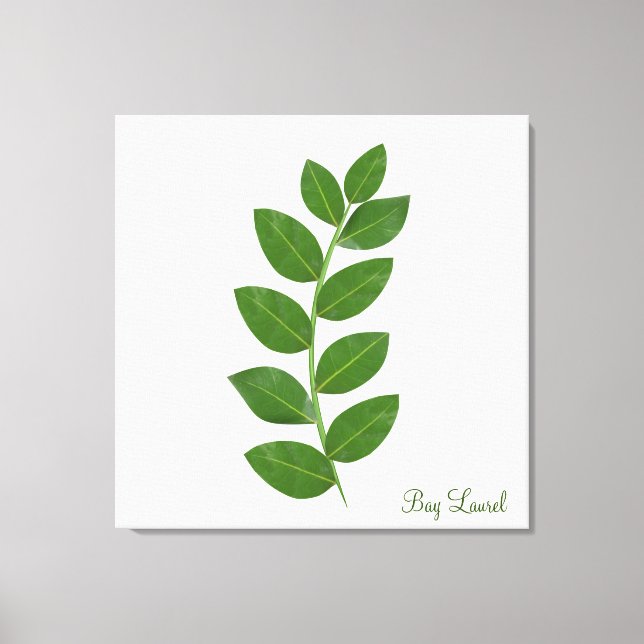 Bay Laurel Plant Leaves Canvas Print (Front)