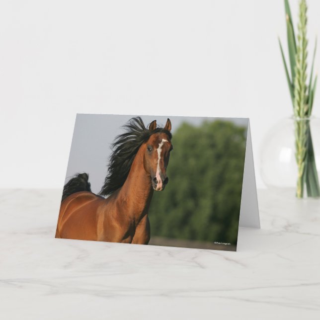 Bay Morgan Horse Headshot Flowing Mane Card (Front)