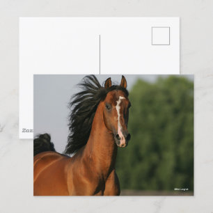 Bay Morgan Horse Headshot Mane Flowing Postcard