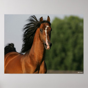 Bay Morgan Horse Headshot Mane Flowing Poster