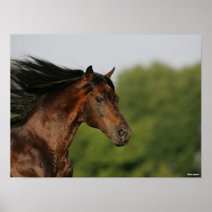 Bay Morgan Horse Headshot Mane Flowing Poster