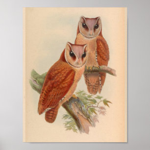 Bay Owl Brown Vintage Bird Art Print