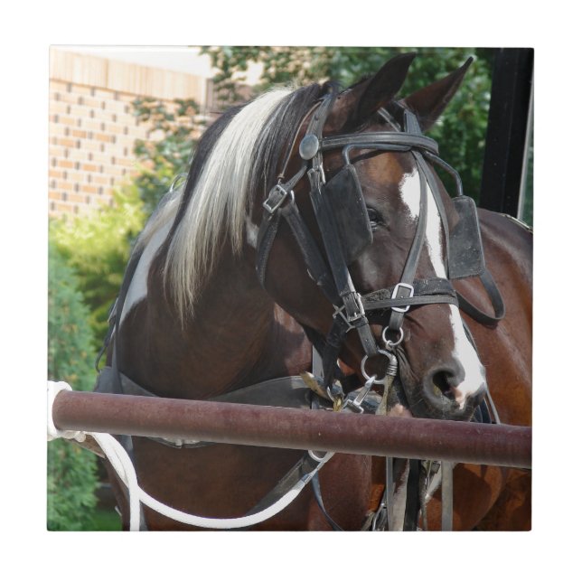 Bay Pinto Amish Buggy Horse Tile (Front)
