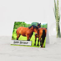 Bay Polish Bred Draught Horses Happy Birthday