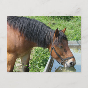 Bay Pony Drinking from Water Trough Postcard