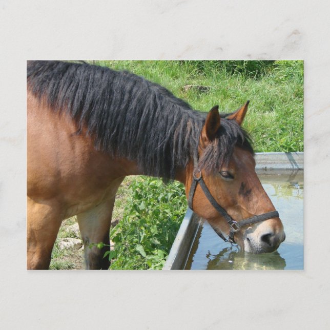 Bay Pony Drinking from Water Trough Postcard (Front)
