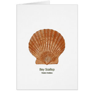 Bay Scallop Shell