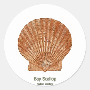 Bay Scallop Shell Classic Round Sticker