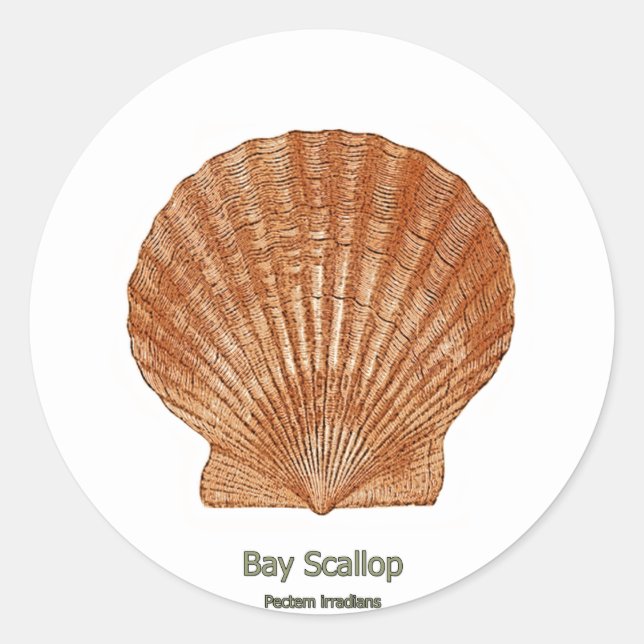 Bay Scallop Shell Classic Round Sticker (Front)