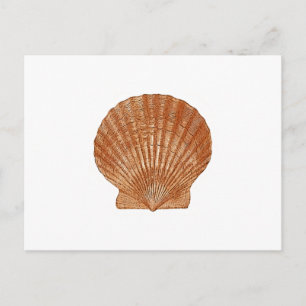 Bay Scallop Shell Postcard