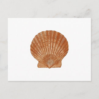 Bay Scallop Shell Postcard
